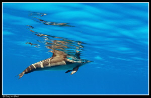 Spinner dolphin. by Dray Van Beeck 